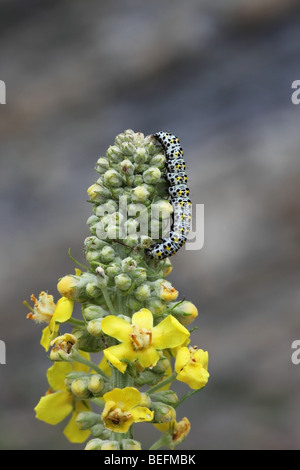 Mullein Moth Caterpillar Shargacucullia Verbasci Foto Stock