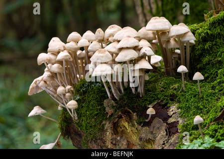 Toadstools cresce su un ceppo di albero nel bosco Foto Stock