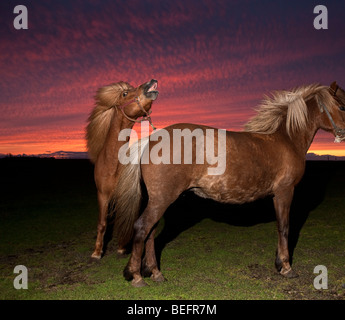 Allevamento di cavalli, Islanda Foto Stock