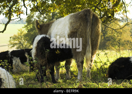 Un Belted Galloway mucca con vitello lattante Foto Stock