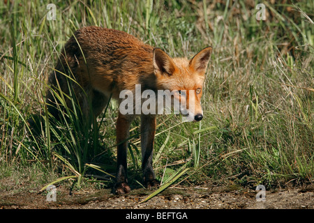 Fox contro un sfondo erbosa. Foto Stock