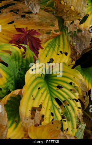 Hosta in autunno, cambiato colore e con danni slug Foto Stock