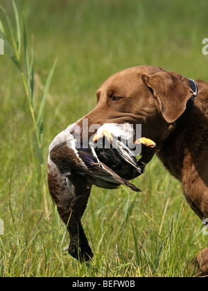 Chesapeake Bay Retriever tornando anatra all'hunter. Foto Stock