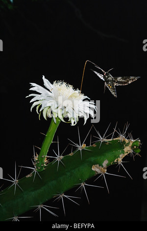 Sphinx Moth (Sphingidae), Adulto di notte a bere fuori Night-Blooming Cereus (Peniocereus greggii), Rio Grande Valley, Texas Foto Stock