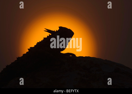 Texas cornuto Lizard (Phrynosoma cornutum), Adulto al tramonto, Rio Grande Valley, Texas, Stati Uniti d'America Foto Stock