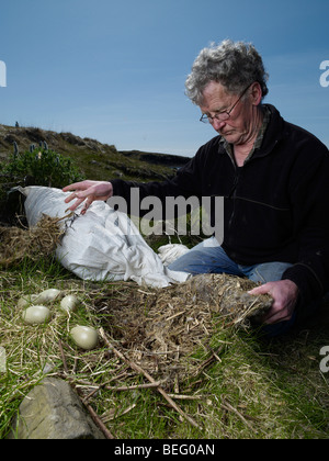 Agricoltore momentaneamente la rimozione di Eider duck le uova dal nido per sostituire le piume verso il basso con il fieno, Western Islanda Foto Stock