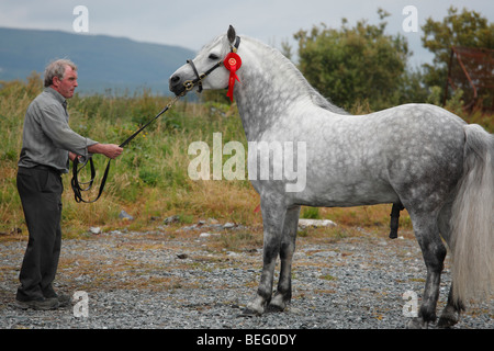 Uomo con un pony Connemara stallone al Maam Cross Pony Show nel luglio 2008, Irlanda Foto Stock