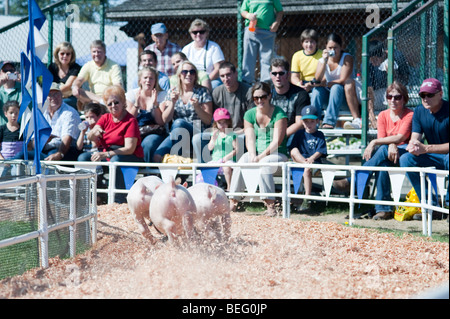 Gare di maiale all'Evergreen State Fair a platee godendo le gare Monroe Stato di Washington STATI UNITI D'AMERICA Foto Stock