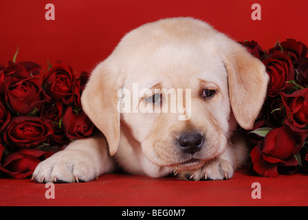 Piccolo giallo labrador retriever cucciolo ritratto con rose rosse Foto Stock