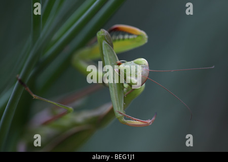 Mantid europea (mantide religiosa) - toelettatura stessa - Oregon - USA Foto Stock