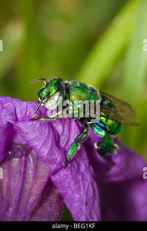 Green Orchid Ape su Viola Petunia messicano di Playas del Coco, Costa Rica. Foto Stock