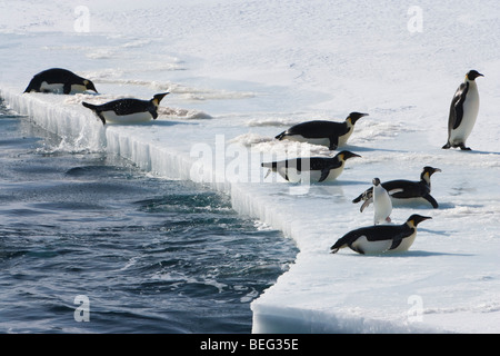 Azione fotografia della fauna selvatica gruppo di pinguini imperatore salta fuori di acqua su di spessore di ghiaccio slick ripiano 1 piccole startled Adelie passeggiate tra Antartide Foto Stock