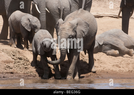 Tiny Baby elefante africano a imparare a usare trunk di bere acqua dal fiume aiutato da bambino, più baby elefanti, sullo sfondo della mandria Masai Mara Kenya Foto Stock