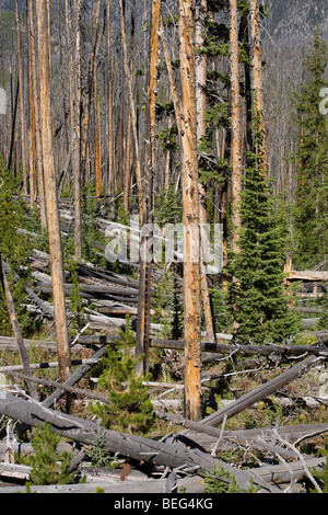 Incendio di foresta alberi bruciati nel Parco Nazionale di Yellowstone. La nuova crescita venti anni dopo il grande incendio del 1988. Foto Stock