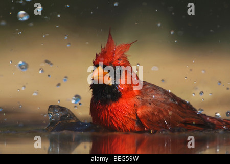 Il Cardinale settentrionale (Cardinalis cardinalis),di balneazione maschio, Rio Grande Valley, Texas, Stati Uniti d'America Foto Stock