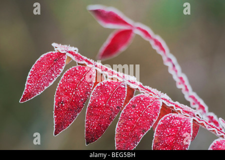 Sommacco nana (Rhus copallina), coperto di brina, Raleigh, North Carolina, STATI UNITI D'AMERICA Foto Stock