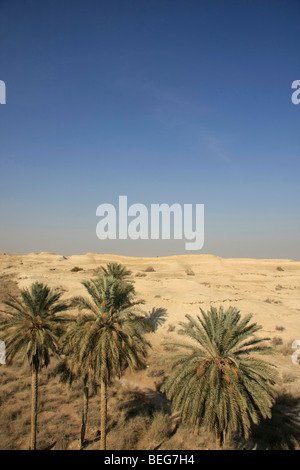 Valle del Giordano, la vecchia data farm di Palm di Deir Hajla Monastero Foto Stock