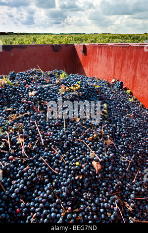 Raccolte Pinot Nero nel trailer - sud-Touraine, Francia. Foto Stock