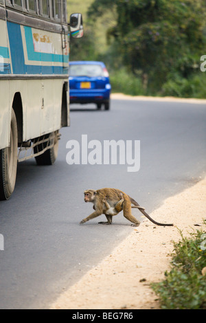 Toque macaque attraversamento stradale in Sri Lanka Foto Stock