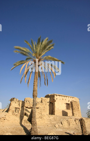 Valle del Giordano, la vecchia data farm di Palm di Deir Hajla Monastero Foto Stock