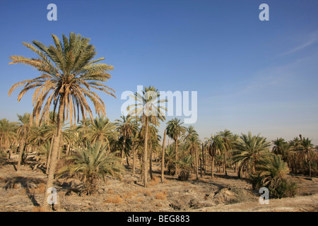 Valle del Giordano, la vecchia data farm di Palm di Deir Hajla Monastero Foto Stock