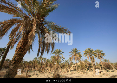 Valle del Giordano, la vecchia data farm di Palm di Deir Hajla Monastero Foto Stock