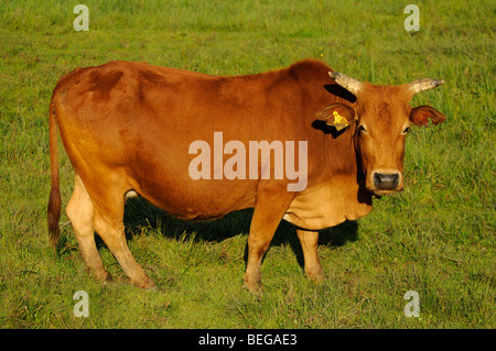 Zwergzebu, Kuh (Bos taurus indicus, bos indicus) pigmeo bovini zebù, mucca • Ostalbkreis, Baden-W rttemberg, Deutschland, Germania Foto Stock