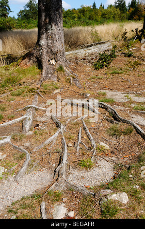 Stock Foto del sistema di radici crescono fuori da un albero di pino. Foto Stock