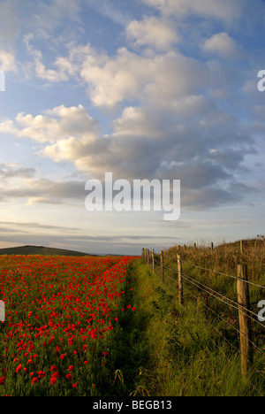 Campo di papavero nella luce della sera con un recinto a bordo del campo Foto Stock