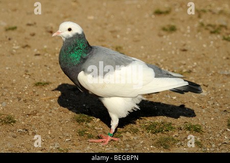 Haustaube, Ziertaube (Columba livia domestica) piccioni domestici • Ostalbkreis, Baden-Wuerttemberg, Deutschland, Germania Foto Stock