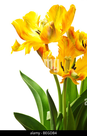 Tulipano giallo isolato su sfondo bianco Foto Stock