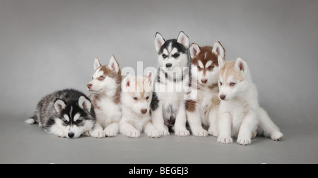 Sei Husky cuccioli di cane ritratto su sfondo grigio Foto Stock