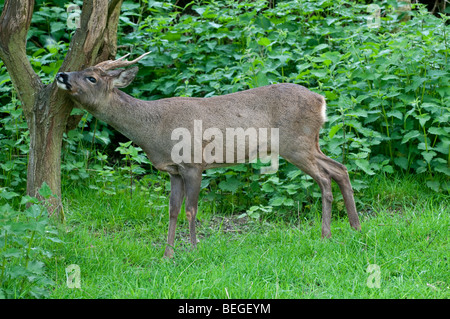 Capriolo: Capreolus capreolus. Buck, corna di sfregamento contro la struttura ad albero Foto Stock