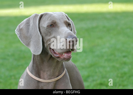 Ritratto Weimaraner, cane in giardino Foto Stock