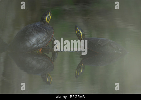 Dipinto di tartaruga (Chrysemys picta), due tartarughe ensoleillement sul log Foto Stock