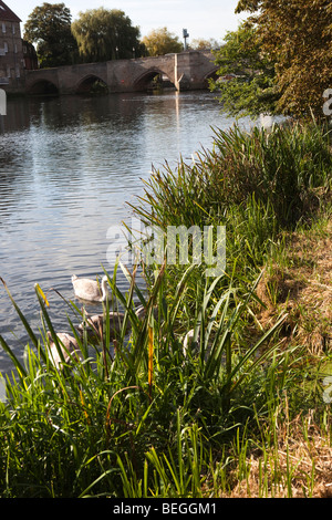 Inghilterra, Cambridgeshire, Huntingdon, cygnets sulle sponde del Fiume Great Ouse vicino a punto di riferimento 1332 bridge Foto Stock