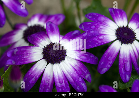 Senetti viola Bicolor Foto Stock