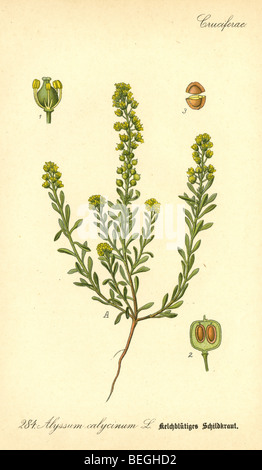 Circa ottanta la incisione di giallo alyssum (Alyssum calycinum aka Alyssum alyssoides) dal Prof Dr Thome la flora della Germania. Foto Stock