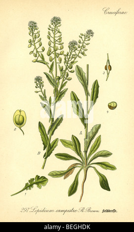 Circa ottanta la incisione di campo pepperweed (Lepidium campestre) dal Prof Dr Thome la flora della Germania. Foto Stock