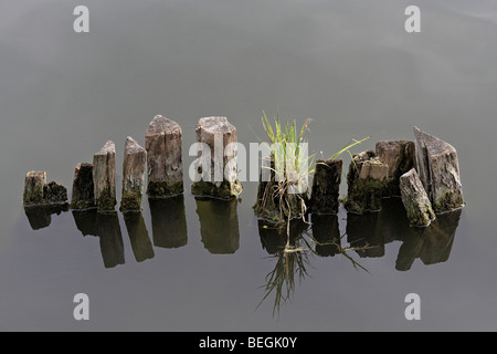 Close-up con vecchi pali di legno che esce dall'acqua Foto Stock