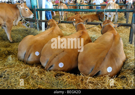 Funny Bestiame Bovini mostra zootecnica a Parthenay, Deux-Sevres, Francia. Foto Stock