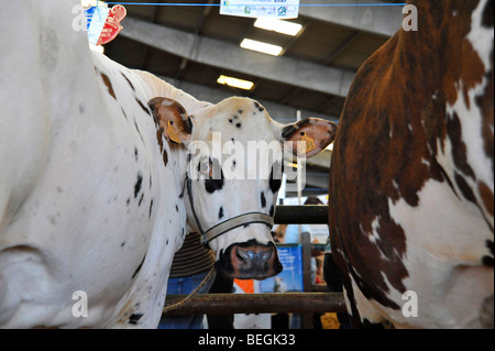 Mercato del Bestiame Parthenay Francia Foto Stock