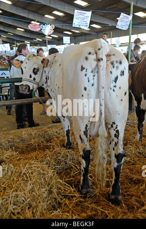 Mercato del Bestiame Parthenay Francia Foto Stock