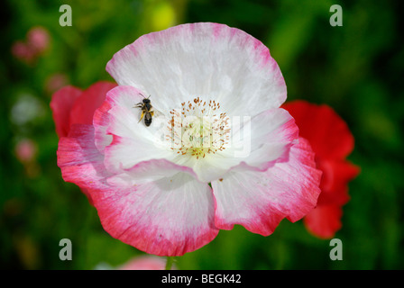 Il bianco e il rosso papavero con un minatore bee in un giardino di fiori selvaggi, Galles Foto Stock