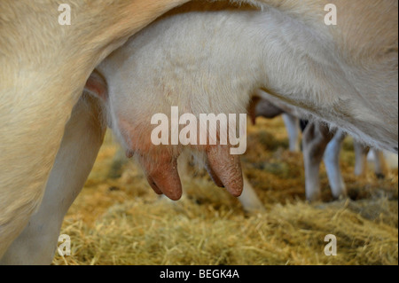 Vacche mammelle all'agricoltura mostra zootecnica a Parthenay, Deux-Sevres, Francia. Foto Stock