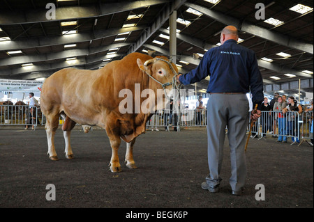 Premio bull sul display all'agricoltura mostra a Parthenay, Deux-sevres, Francia. Foto Stock