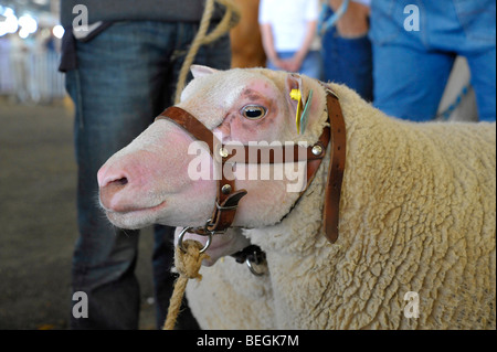 Premio ovini sul display all agricoltura mostra a Parthenay, Deux-Sevres Francia. Foto Stock