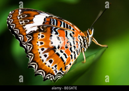 Lacewing arancione farfalla sulla foglia Foto Stock