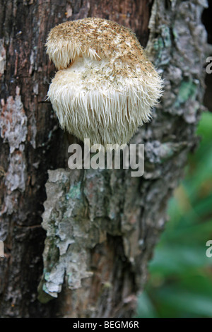 Hericium erinaceus criniera del leone funghicoltura su albero di quercia in Giappone. Unico e singolare di funghi, commestibili selvatici medicinali cibo, Yamabushitake Foto Stock