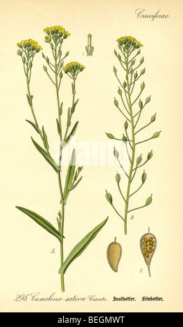 Circa ottanta la incisione di camelina (Camelina sativa) dal Prof Dr Thome la flora della Germania. Foto Stock